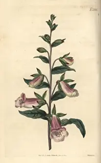 Digitalis Prints: Dwarf Spanish foxglove, Digitalis minor