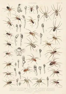 Spider Prints: Dwarf spiders, sheet weaver spiders, etc