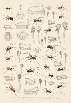 Spider Prints: Dwarf spiders, sheet weaver spiders, etc