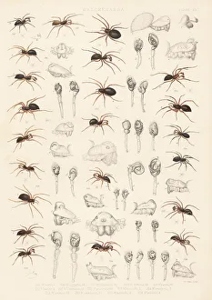 Spider Prints: Dwarf spiders, sheet weaver spiders, etc