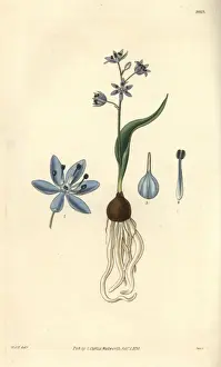 Squill Prints: Dwarf squill, Scilla pumila