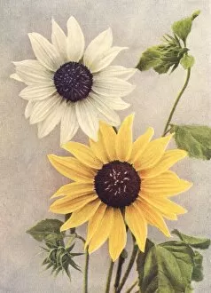 Images Dated 21st June 2012: Dwarf sunflowers