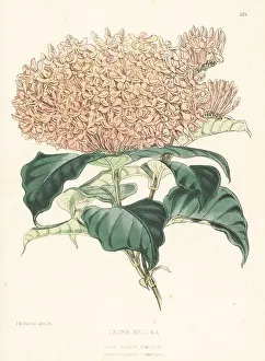 Dwarf variety with many flowers, Ixora species