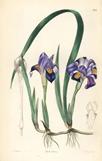 Ornamental Collection: Dwarf violet iris or vernal American flower
