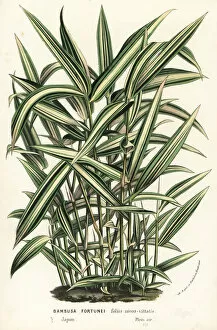 Bamboo Gallery: Dwarf whitestripe bamboo, Pleioblastus fortunei