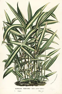 Bamboo Gallery: Dwarf whitestripe bamboo, Pleioblastus fortunei