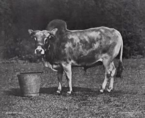 Ungulate Gallery: Dwarf Zebu bull, Gambier Bolton