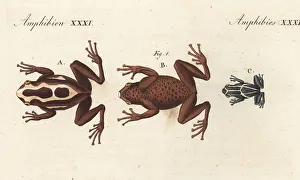 Dorsal Prints: Dyeing dart frog, Dendrobates tinctorius