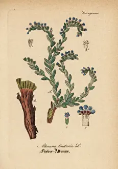 Dyers Prints: Dyers alkanet, Alkanna tinctoria