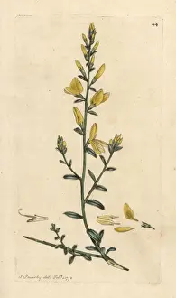 Dyers broom or dyers greenweed, Genista tinctoria