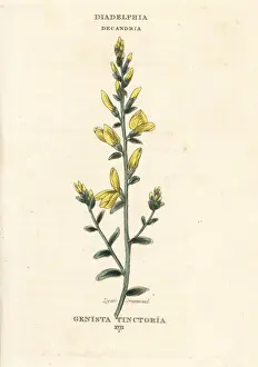 Dyers Prints: Dyers broom, Genista tinctoria