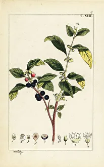 Pomology Prints: Dyer's buckthorn, Flueggea tinctoria