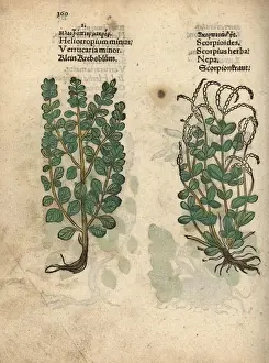 Minus Prints: Dyers croton, Chrozophora tinctoria