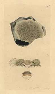 Lichen Prints: Dyers lichen or crabs eye lichen, Lichen perellus