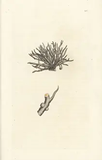 Lichen Prints: Dyers lichen or orchall, Roccella tinctoria