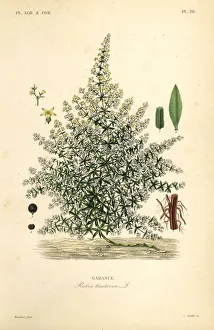 Oudet Gallery: Dyers madder or common madder, Rubia