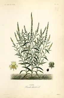 Agricoles Gallery: Dyers rocket or dyers weed