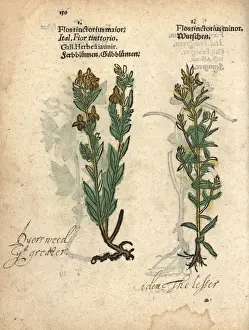 Maior Prints: Dyers weed or German greenweed, Genista germanica