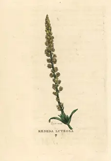 Dyers weed, Reseda luteola