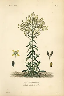 Agricoles Gallery: Dyers woad, Isatis tinctoria. Dyer s