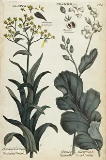 Joshuahamilton Prints: Dyers woad, Isatis tinctoria, and sea kale