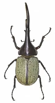 Scarab Gallery: Dynastes hercules, hercules beetle