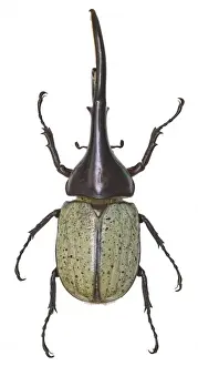 Hercules Prints: Dynastes hercules, hercules beetle