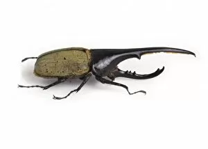 Scarab Gallery: Dynastes hercules, hercules beetle