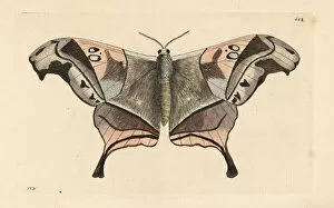 Naturalists Collection: Dysdaemonia boreas moth
