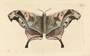 Naturalists Collection: Dysdaemonia boreas moth