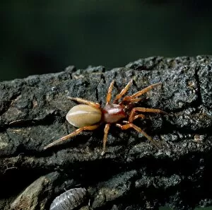 Araneae Gallery: Dysdera crocata, woodlouse spider