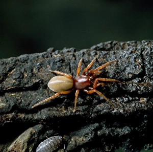 Araneae Gallery: Dysdera crocata, woodlouse spider