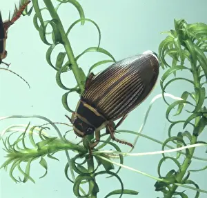 Dytiscus marginalis, great diving beetle