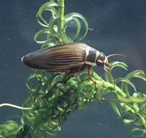 Dytiscus marginalis, great diving beetle
