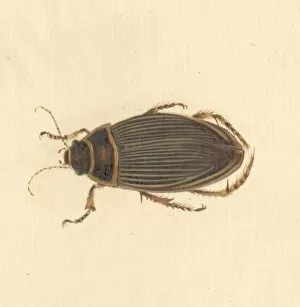 Beetles Collection: Dytiscus marginalis, great diving beetle (female)