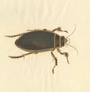 Beetles Collection: Dytiscus marginalis, great diving beetle (male)