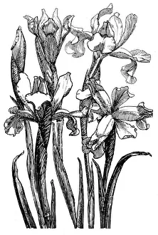 Midgley Collection: Iris