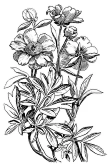 Images Dated 10th January 2020: Peony