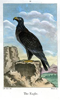 Warner Prints: Eagle