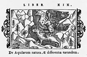 Catches Prints: Eagle Catches Hare
