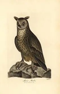 Eagle owl, Bubo bubo
