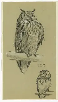 Owls Prints: Eagle Owl Bubo Bubo