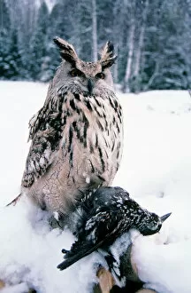 Eagle Owl - with prey - forest glade of Ural Mountains