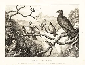 Sparrow Prints: An eagle presides over a court of birds in a tree