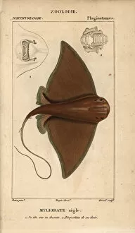 Eagle ray, Myliobatis aquila