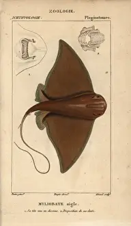 Aquila Prints: Eagle ray, Myliobatis aquila