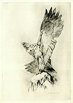 Rountree Prints: Eagle on a rock with wings outspread, by Harry Rountree