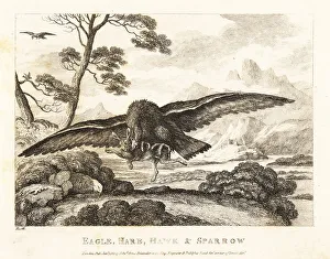 Sparrow Prints: An eagle swoops down to grab a hare with its talons