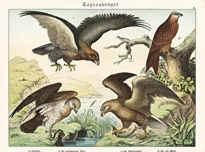 Predator Prints: Eagles and kite