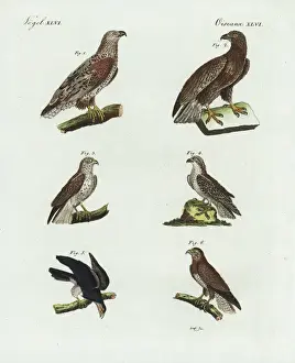 Osprey Prints: Eagles, osprey, red-tailed hawk and buzzard